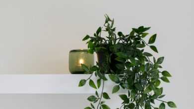 green leafed plant place on floating shelf