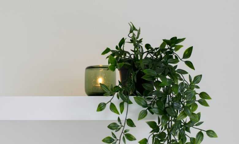 green leafed plant place on floating shelf