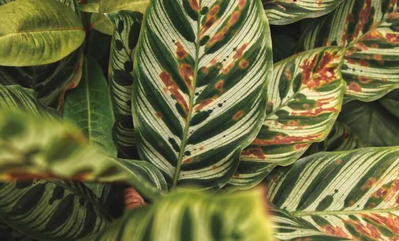 green and red leaves plant