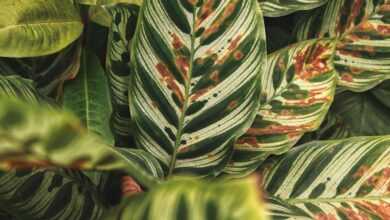 green and red leaves plant