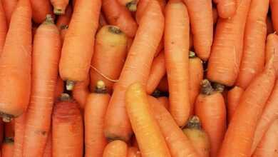 orange carrots on human hand