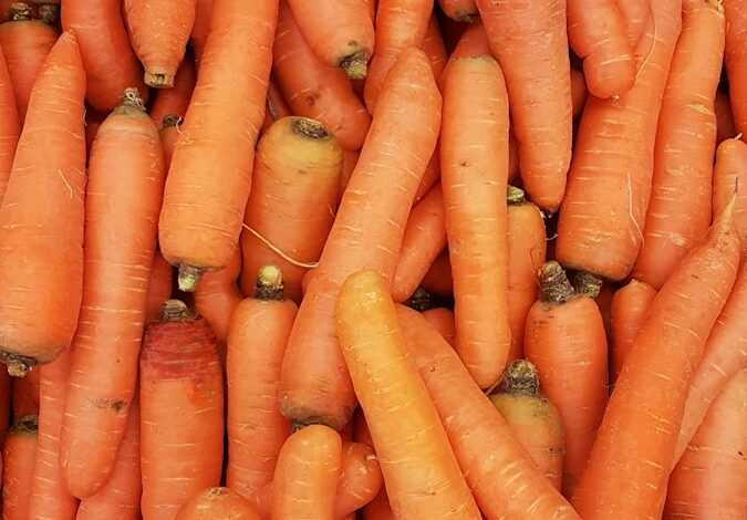 orange carrots on human hand