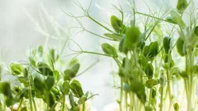 green and white flower buds