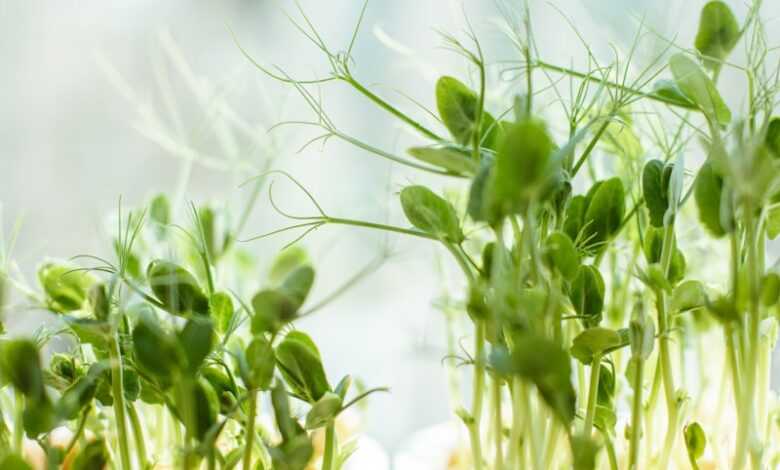 green and white flower buds