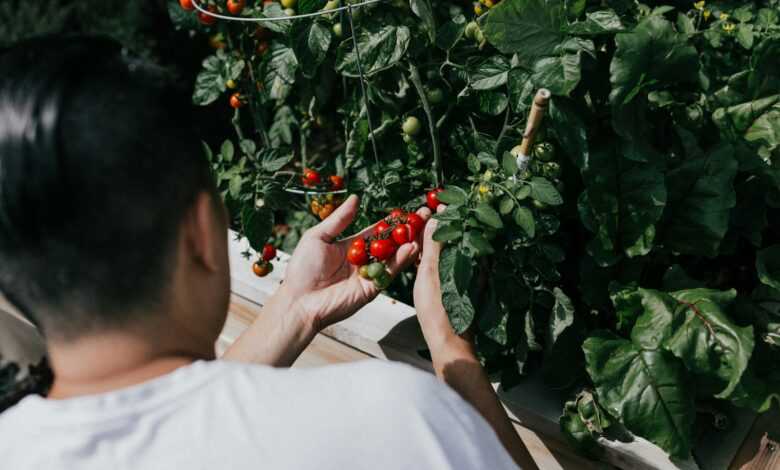 person holding red round fruits