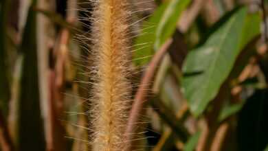 a close up of a plant with leaves in the background