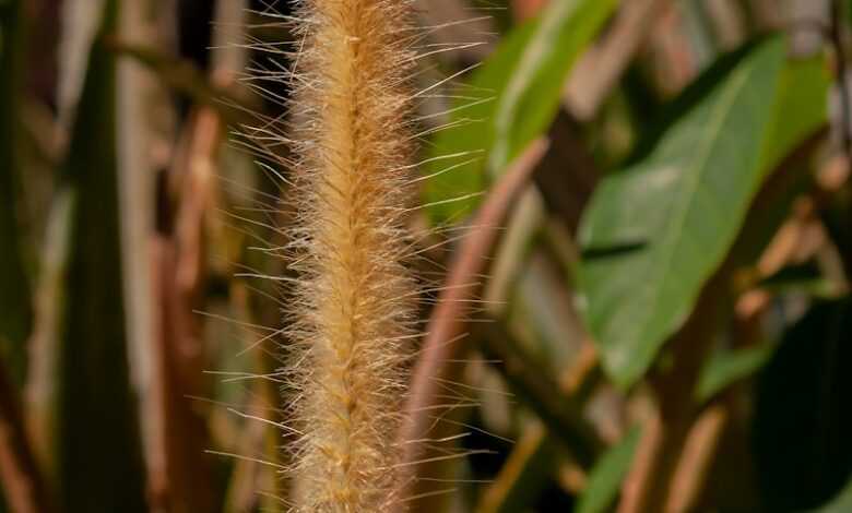 a close up of a plant with leaves in the background