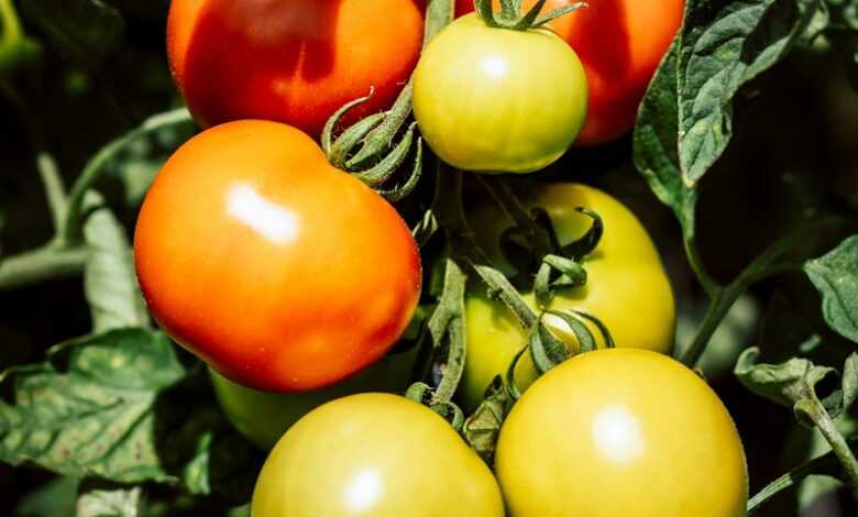 green and red tomatoes on green leaves