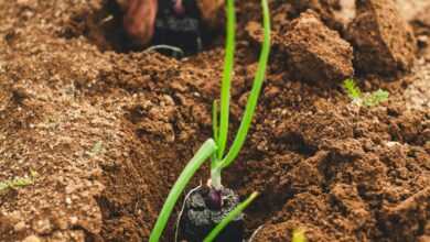 green snake on brown soil