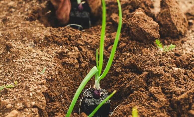 green snake on brown soil