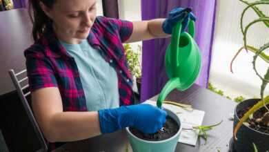 a woman is watering a potted plant with a green watering hose