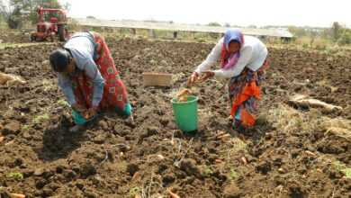 a couple of women in a field with carrots