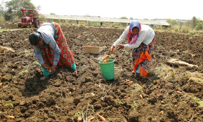 a couple of women in a field with carrots