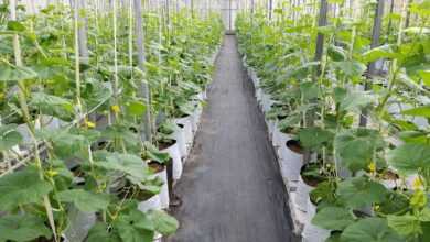 green plants on gray concrete pathway