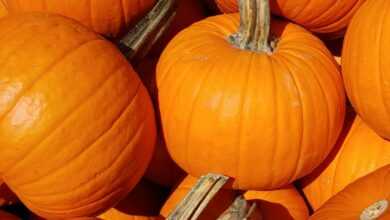 closeup photo of pumpkins