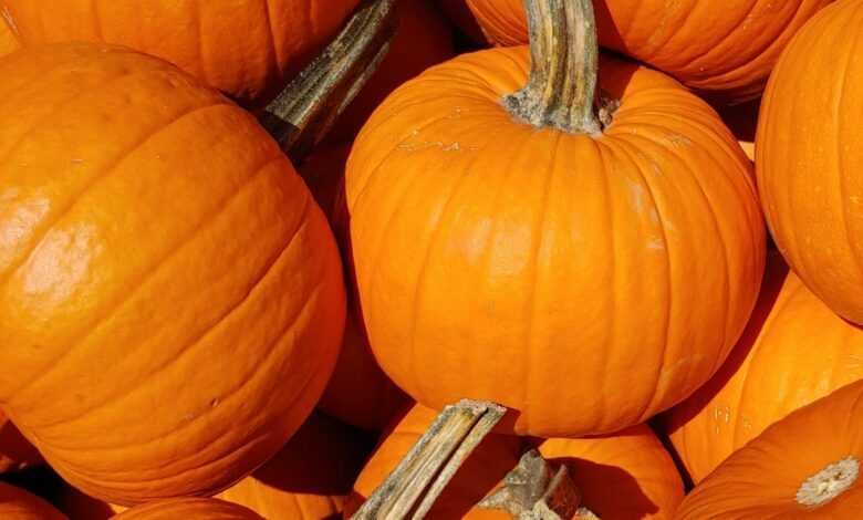 closeup photo of pumpkins