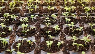 green leafed plant field planted on brown soil