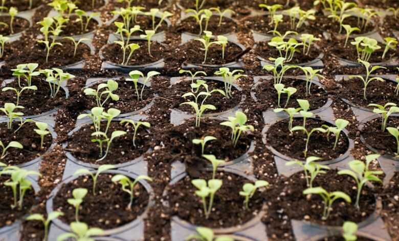 green leafed plant field planted on brown soil